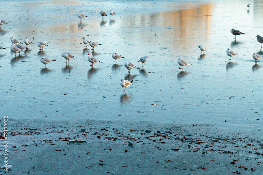 Birds on melting ice