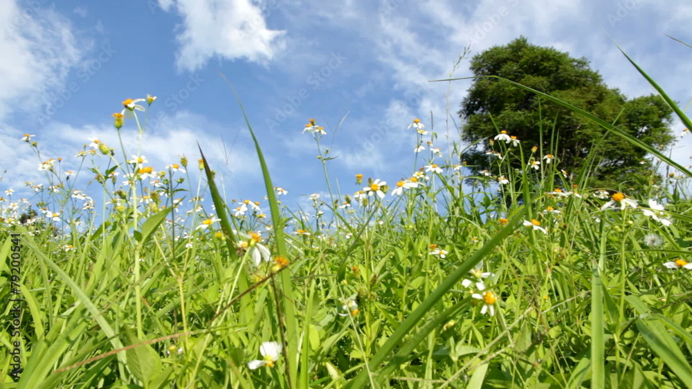 Green grass and white daisies with blue sky background Green grass and white daisies with blue sky background