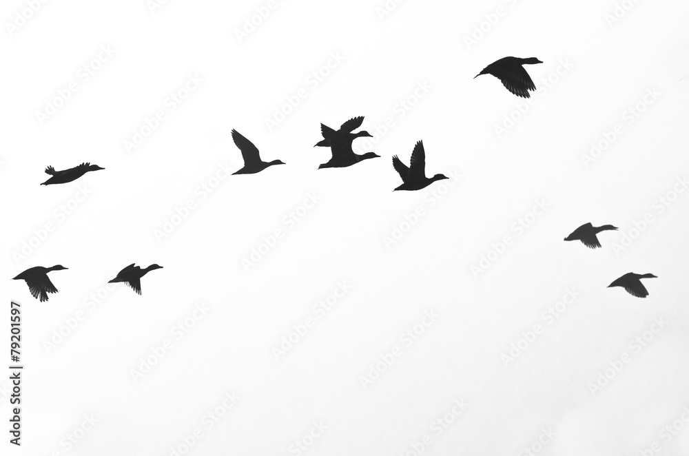 Obraz premium Stado kaczek sylwetka na białym tle