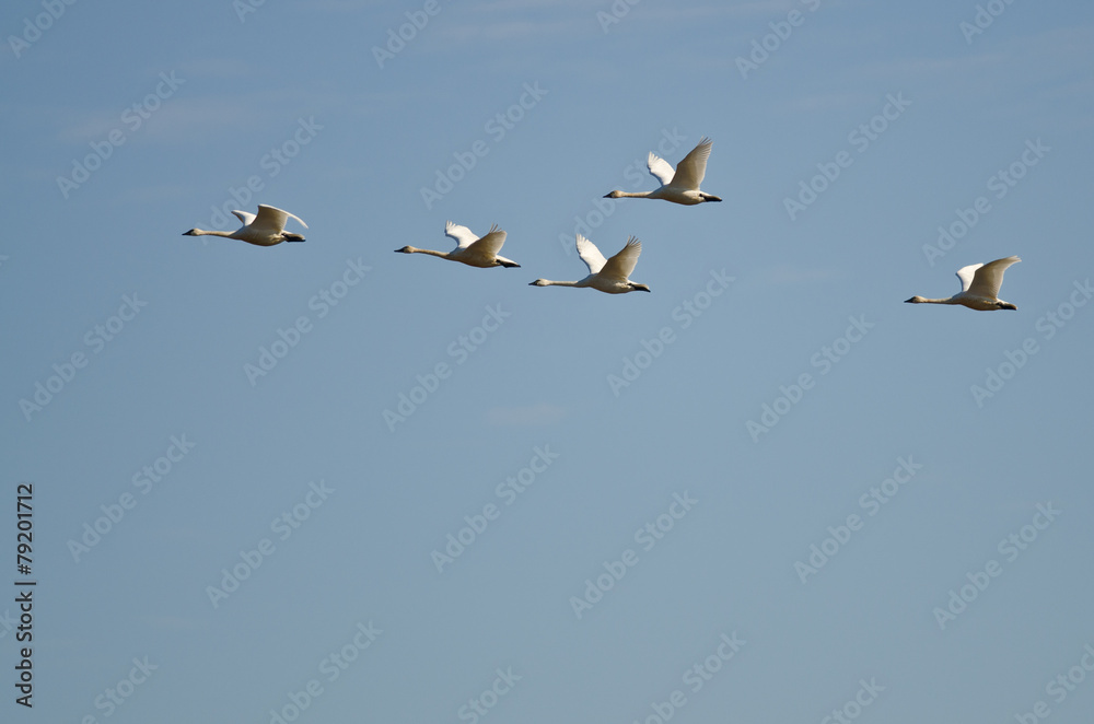 Flock of Tundra Swans Flying in a Blue Sky