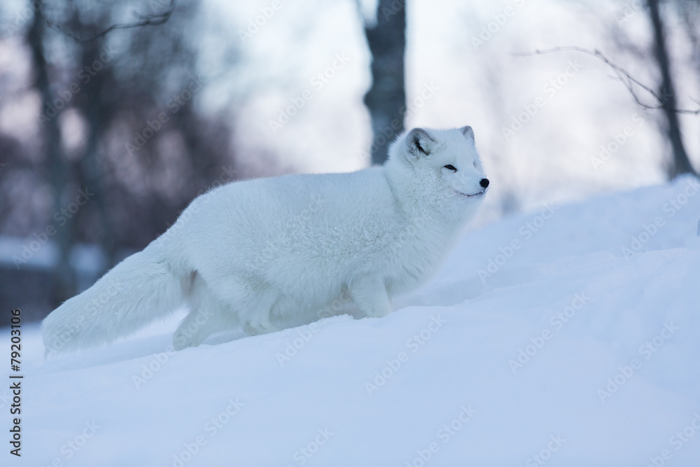 Arctic Fox in snowy forest Arctic Fox in snowy forest
