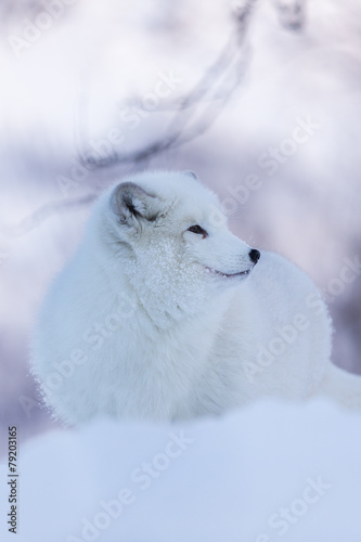 Arctic fox in snowy landscape © jamenpercy