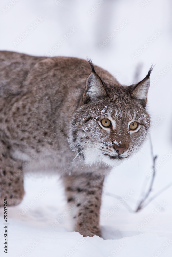 Eurasian Lynx in snowy Lapland scene Eurasian Lynx in snowy Lapland scene