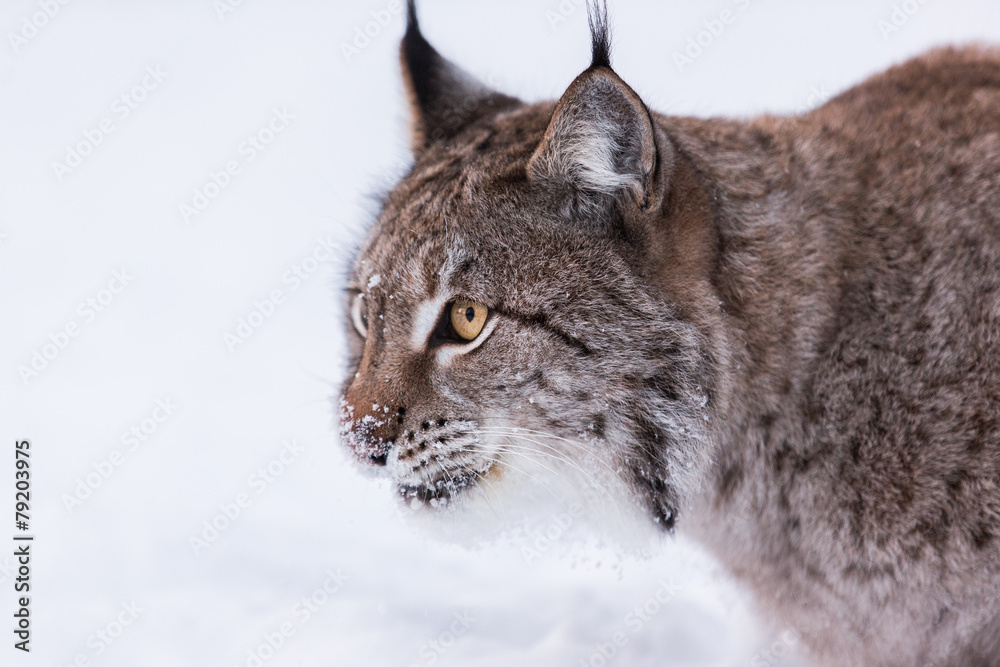 Fototapeta premium Eurasian Lynx in snowy forest