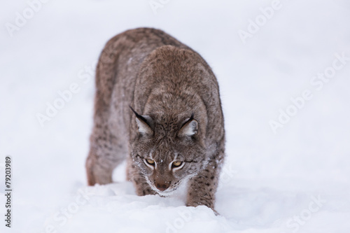 Eurasian Lynx in snowy forest