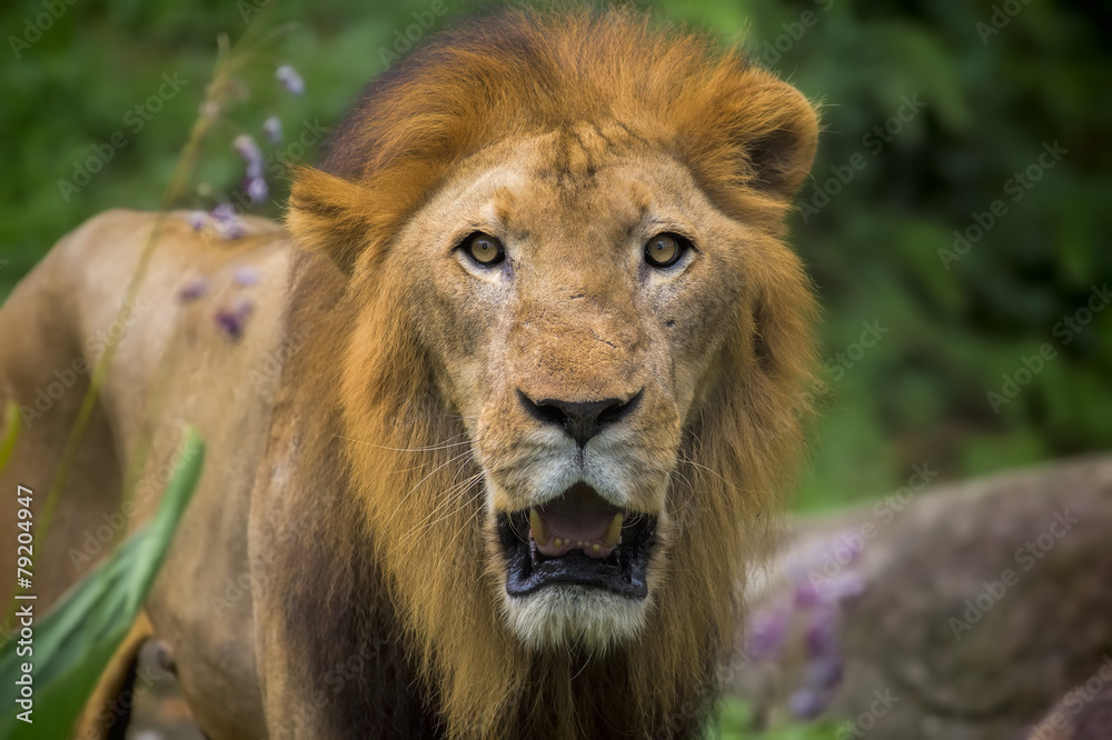 Lion portrait