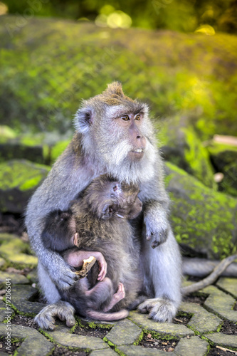 Long Tailed Macaque with her Infant