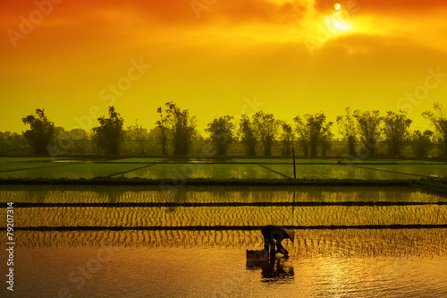 Vietnam women farmer growing rice on the paddy rice farmland