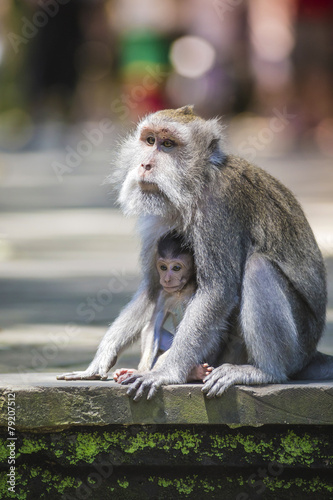 Long Tailed Macaque with her Infant