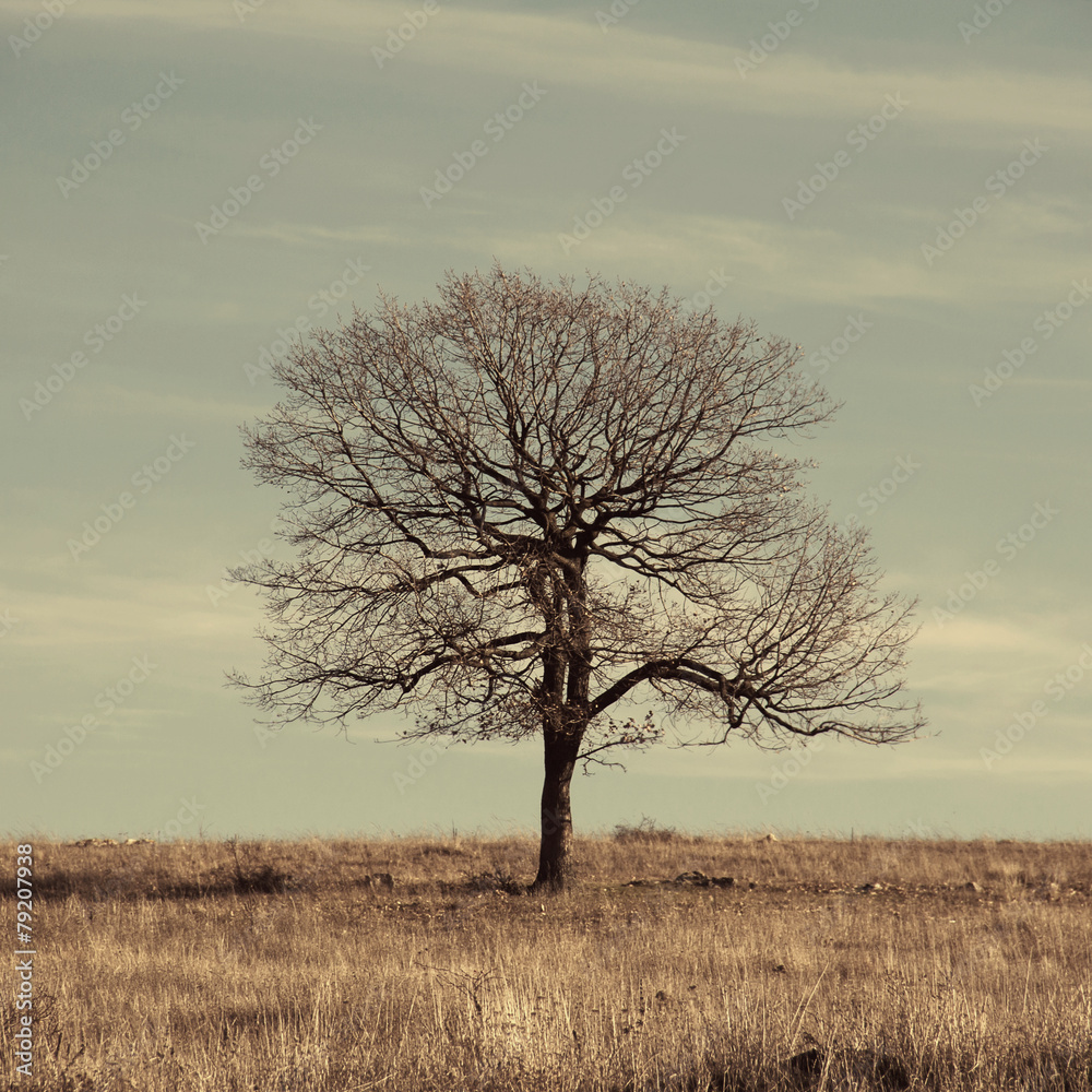 lonely tree