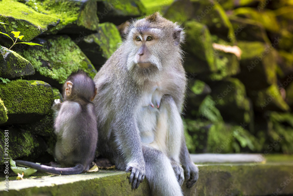 Long Tailed Macaque with her Infant Long Tailed Macaque with her Infant