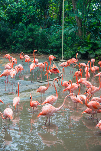 Flamingo birds in the pond
