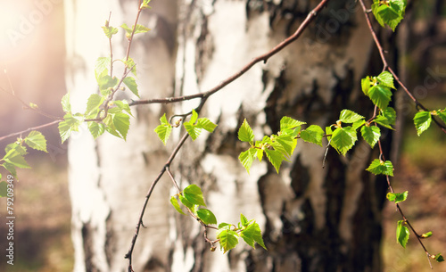 New birch leaves