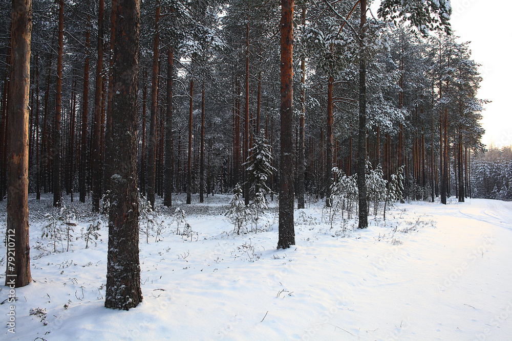 Fototapeta premium landscape snow trees dense forest in winter