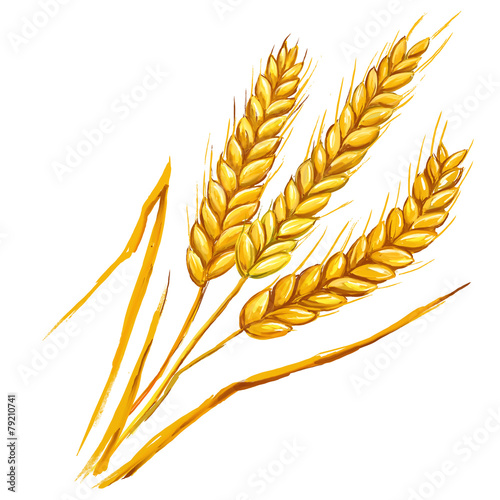 Ears of wheat vector illustration  hand drawn  painted