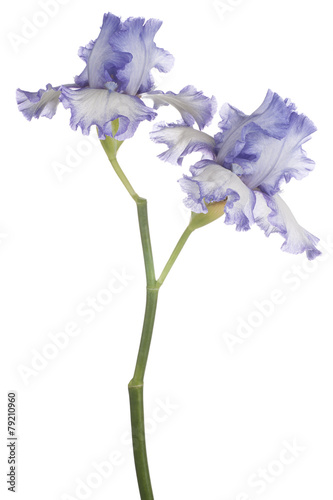 Fototapeta Naklejka Na Ścianę i Meble -  iris