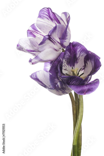 Fototapeta Naklejka Na Ścianę i Meble -  tulip
