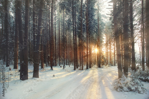 Foto frosty winter landscape in snowy forest