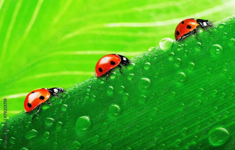 Fototapeta premium lady bug on fresh grass