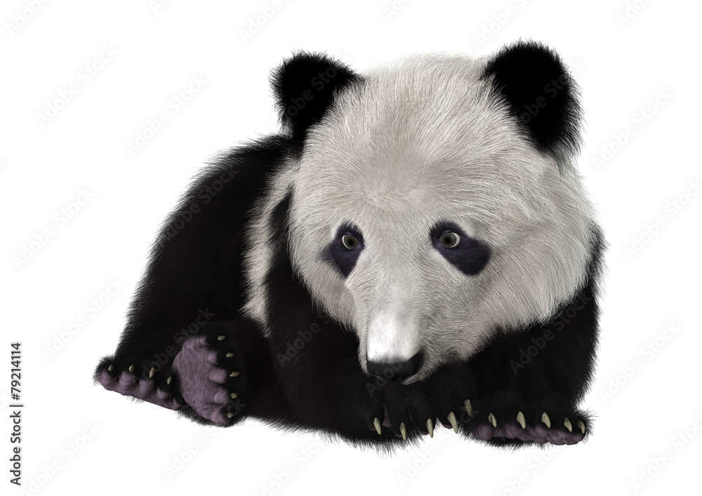 Obraz premium Panda Bear