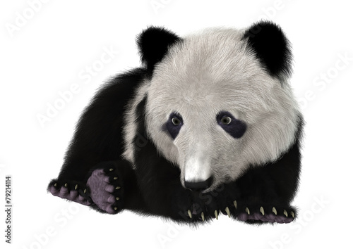 Fototapeta Naklejka Na Ścianę i Meble -  Panda Bear