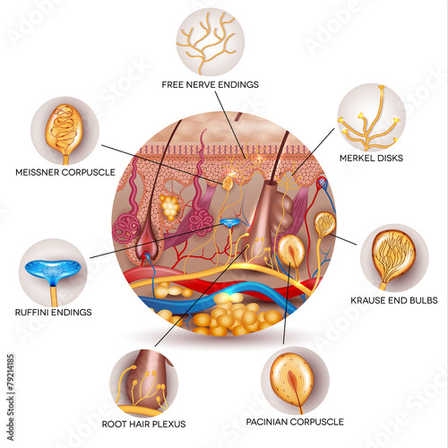 Skin anatomy and Sensory receptors in the skin photo