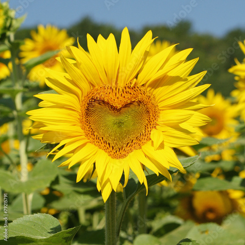 Une fleur de tournesol en forme de coeur photo