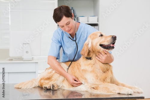 Veterinarian examining a cute dog with a stethoscope photo