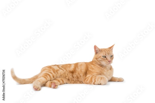 Cute cat lying alone