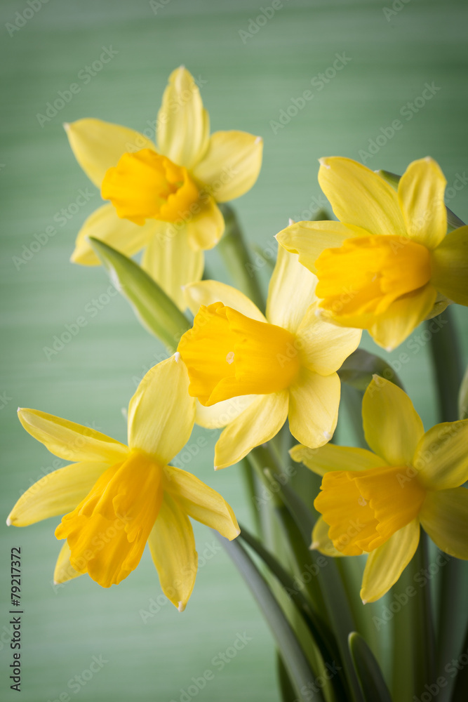 Daffodils. Daffodils.