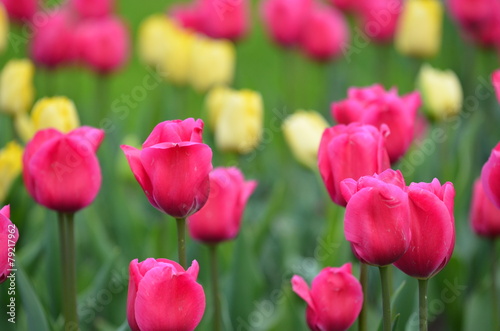 Beautiful violet and yellow tulips in garden  on green colour