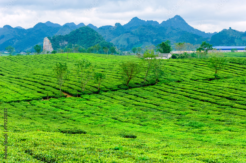 Obraz premium Tea hills in Moc Chau highland, Son La province in Vietnam