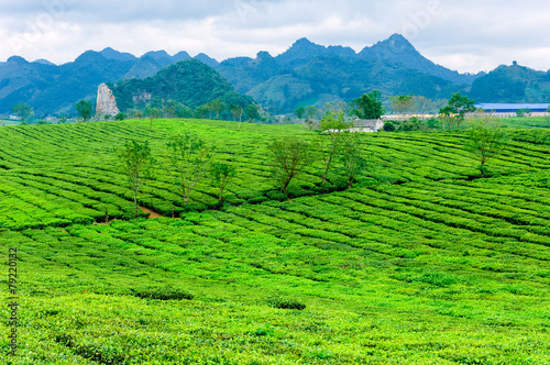 Tea hills in Moc Chau highland, Son La province in Vietnam