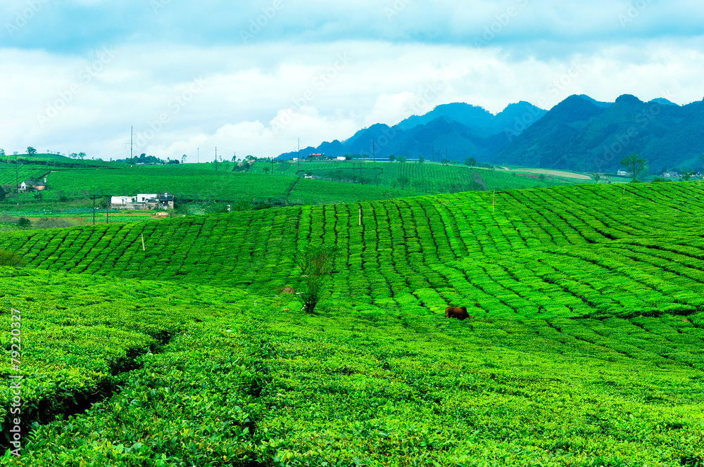 Tea hills in Moc Chau highland, Son La province in Vietnam