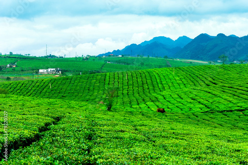 Tea hills in Moc Chau highland  Son La province in Vietnam