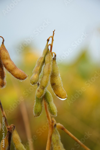 Soybean wet by rain.