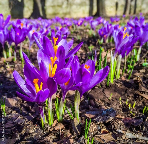 crocuses, springtime