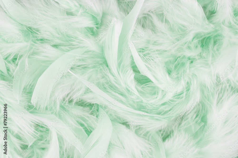 Fototapeta premium Light green feathers background