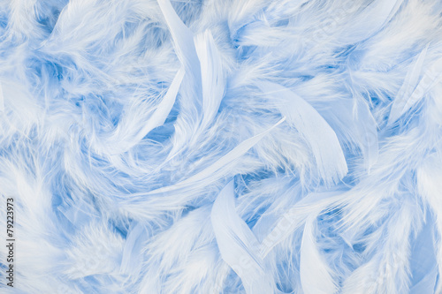 Light blue feather background