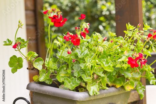 Fototapeta Naklejka Na Ścianę i Meble -  pélargonium dans jardinière de balcon