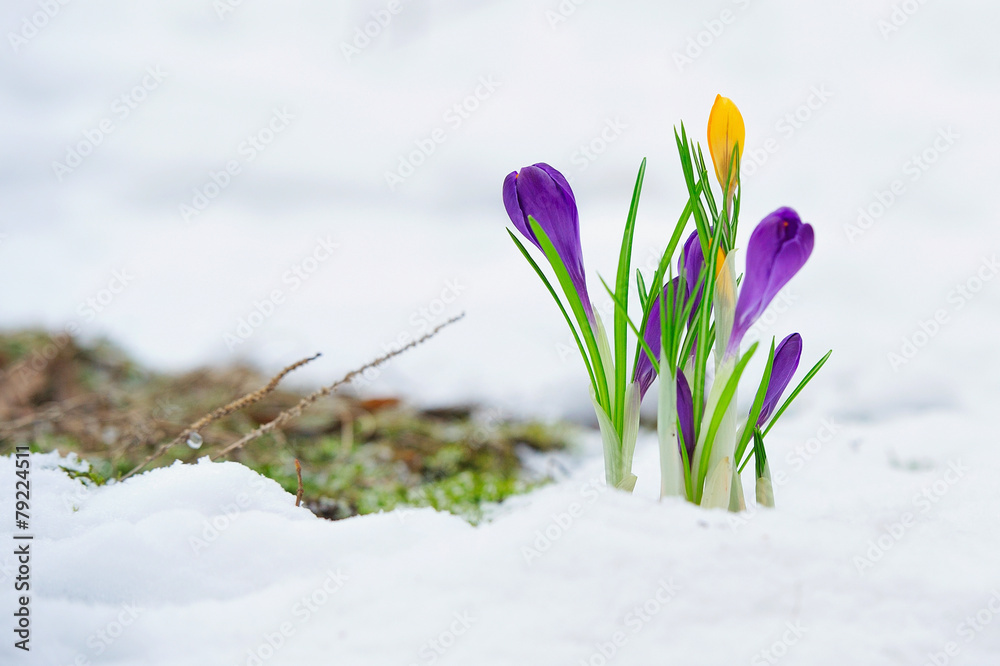Delicate crocus flowers in the snow