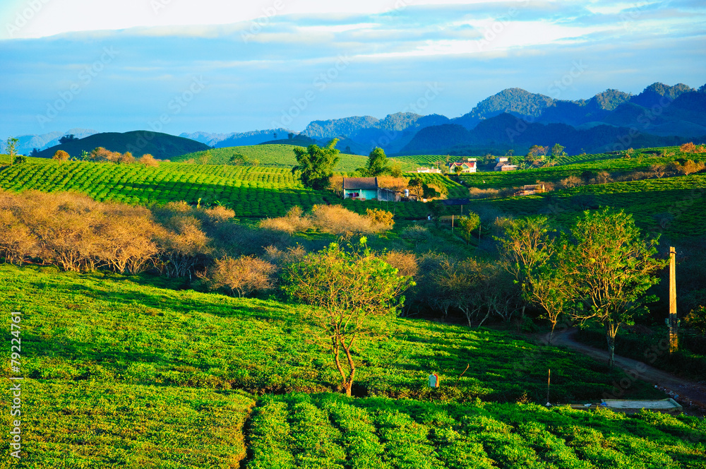 Tea hills in Moc Chau highland, Son La province in Vietnam