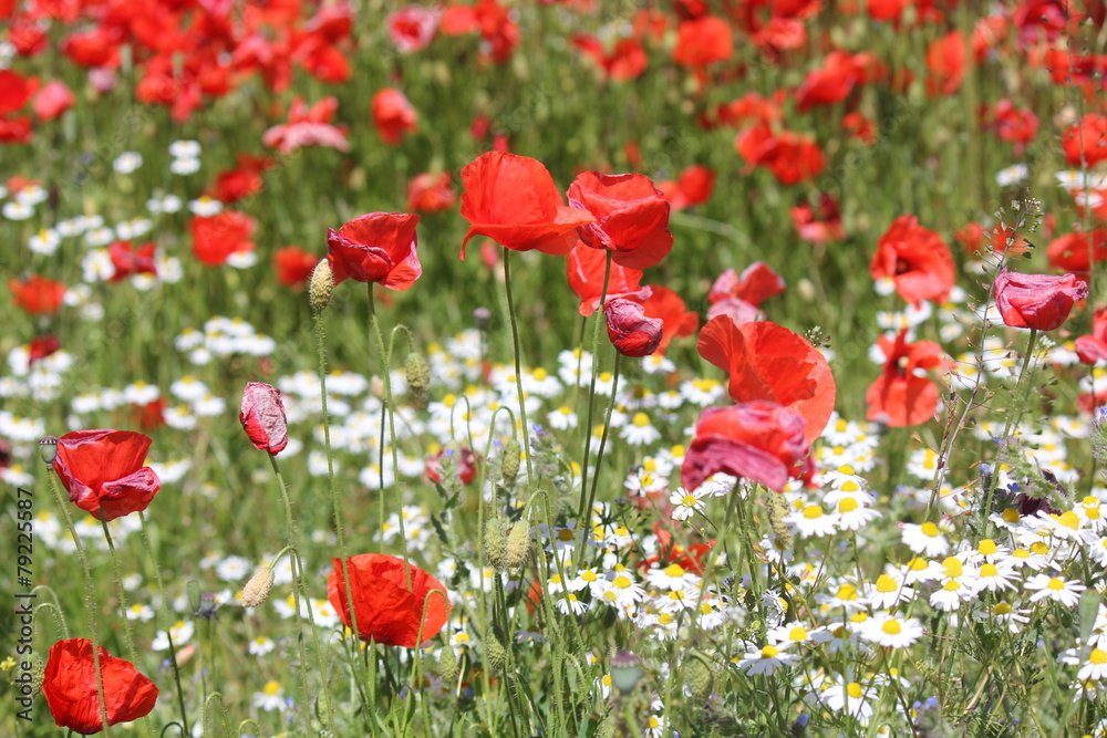 Fototapeta premium Red Poppy and chamomilla field