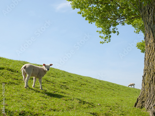 Fototapeta Naklejka Na Ścianę i Meble -  Spring image of a young lamb on a green meadow
