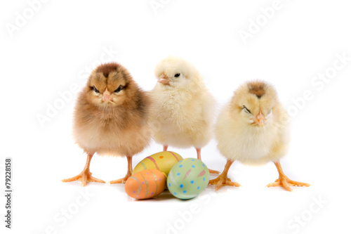 Easter Chicken on white background, Easter card isolated