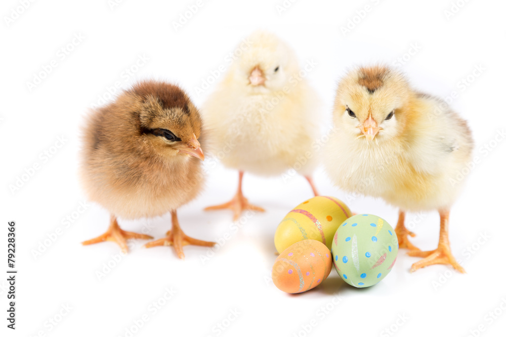 custom made wallpaper toronto digitalEaster Chicken, Easter Eggs on white background, Easter card