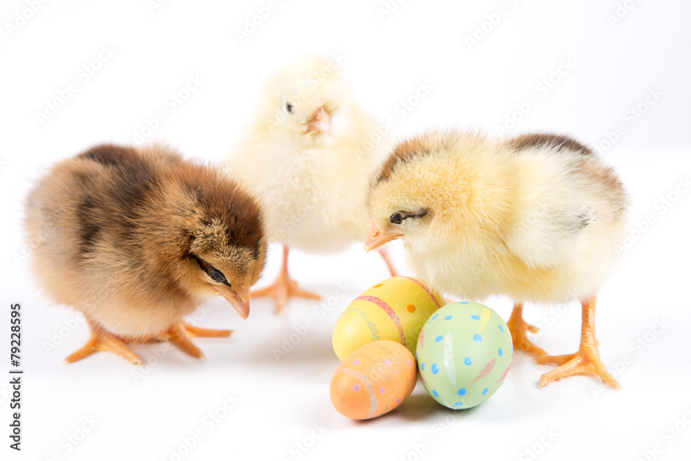 Fototapeta premium Easter Chicken, Easter Eggs on white background, Easter card