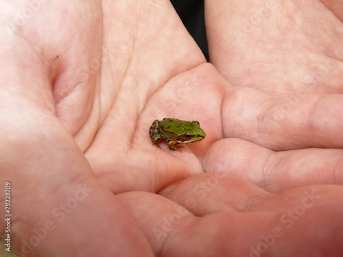 Kleiner Frosch