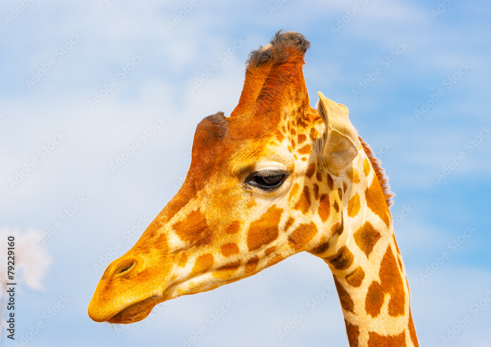 The head of a beautiful camelopard The head of a beautiful camelopard