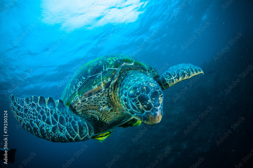 Obraz premium sea turtle swimming bunaken sulawesi mydas chelonia